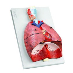 Respiratory System